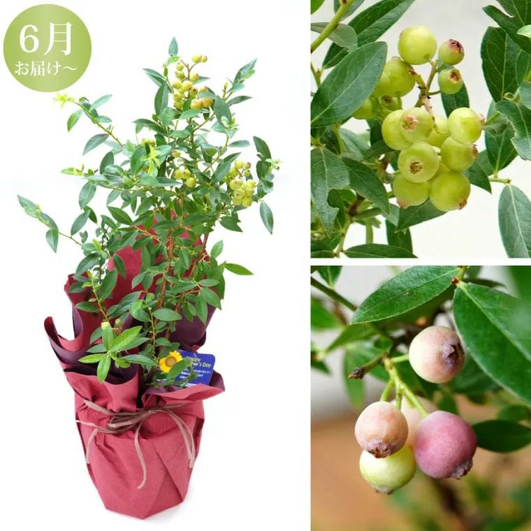 育てる果樹鉢・ピンクレモネード(ブルーベリー)』鉢植え｜ギフト