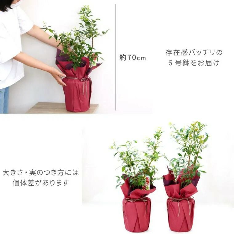 育てる果樹鉢・ピンクレモネード(ブルーベリー)』鉢植え｜ギフト