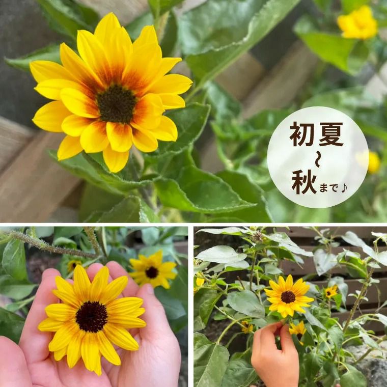 1000輪 チャレンジ！ ひまわり 5号鉢の鉢植え 』｜ギフトショップ