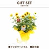 1000輪 チャレンジ！ ひまわり 5号鉢の鉢植え