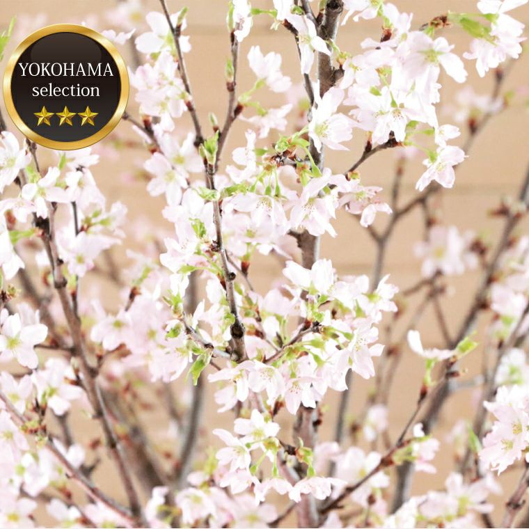 桜の花束 生花