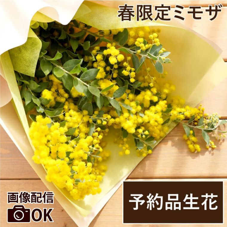 【予約品】すーさん　ミモザ 長さ約80cm 140サイズ　開花後に価格変更 鉢物のミモザ、いよいよ開花（2024年12月19日） | 百合が原公園