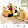 チューリップの花束 ・20本 生花