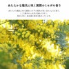 満開のミモザの香り